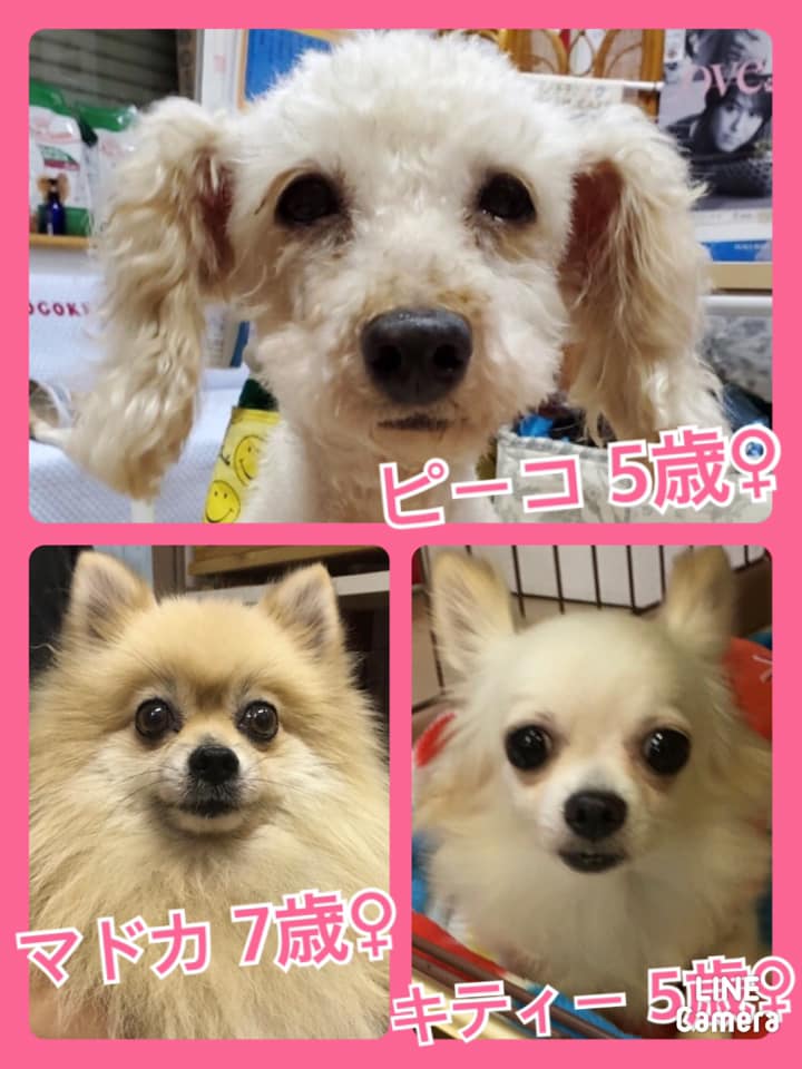 🐾今日の里親様募集中ワンコ🐶メンバーです🐾2020,8,28